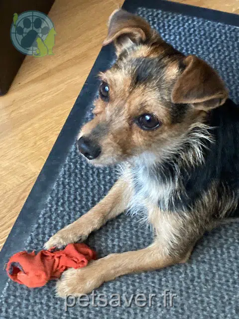 chien reunited   93340 Le Raincy Luigi