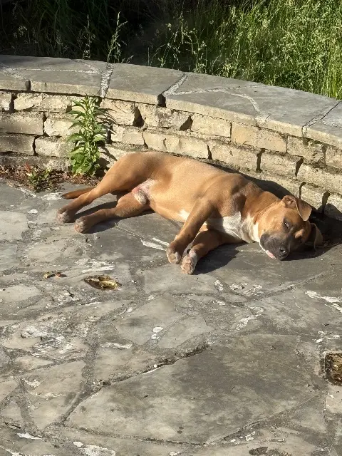 chien reunited   93600 Aulnay-sous-Bois Prince