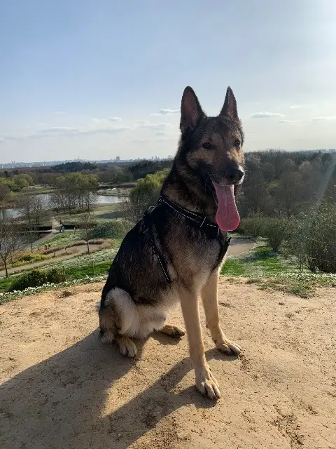 chien reunited    Saint-Denis Ragnar