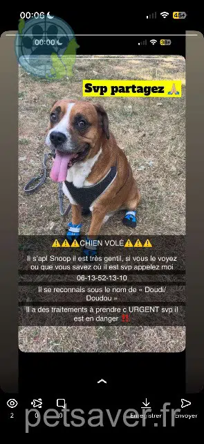 chien reunited   93160 Noisy-le-Grand Snoop