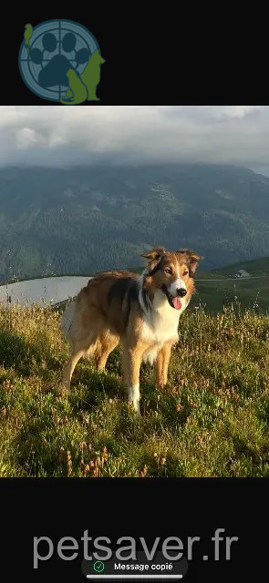 chien reunited   93220 Gagny Taïko