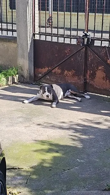 chien reunited   93150 Le Blanc-Mesnil Tyson