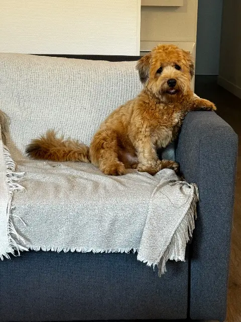 chien reunited   93220 Gagny Ucky