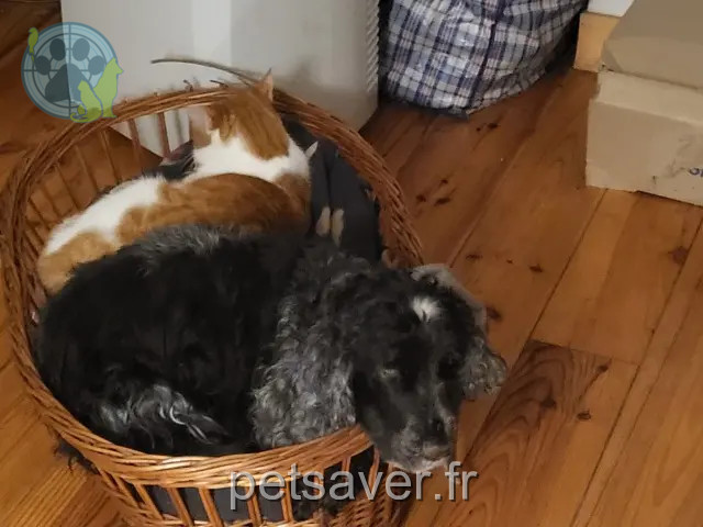 chien reunited 94120 Fontenay-sous-Bois Fripon