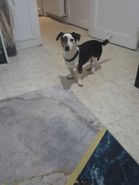 chien reunited   94800 Villejuif Pepito