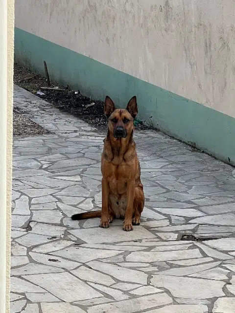 chien reunited   94400 Vitry-sur-Seine Sphinx