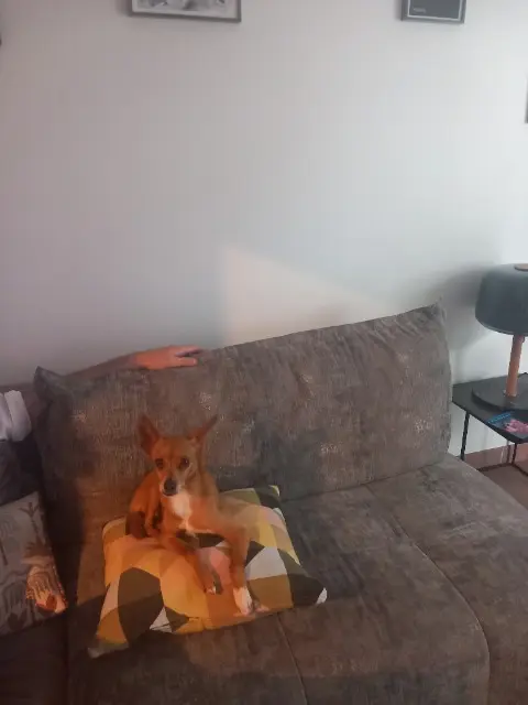 chien reunited   94120 Fontenay-sous-Bois Sushi