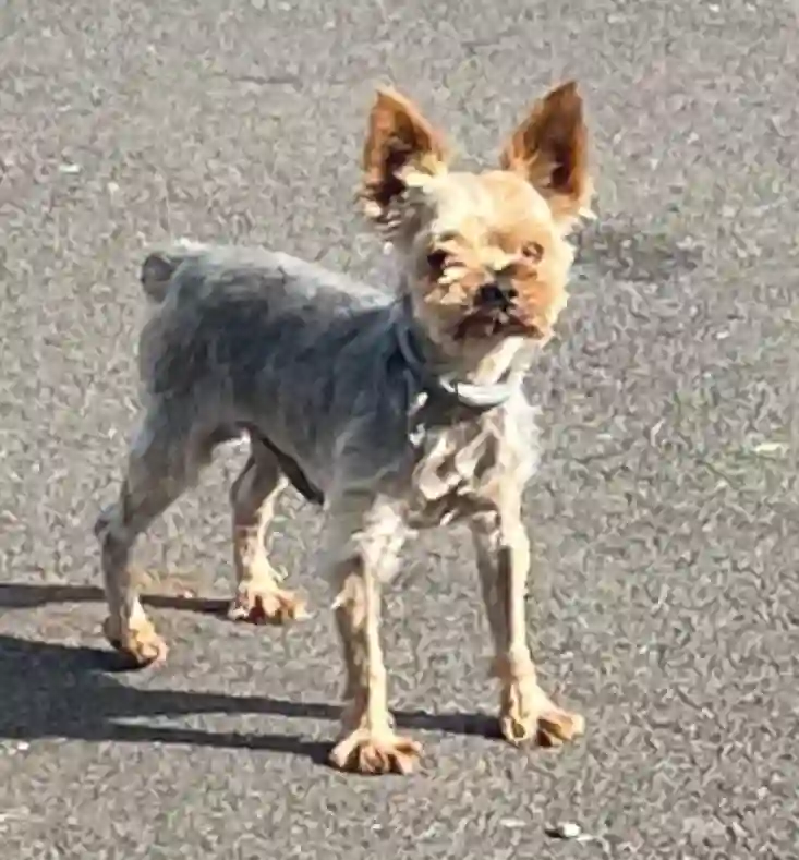 Chien Trouvé 94 Val-de-Marne - Titi Chien Trouvé 94 Val-de-Marne - Titi