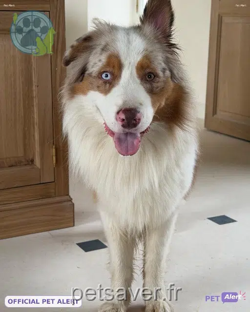 chien reunited   94510 La Queue-en-Brie Voltaire