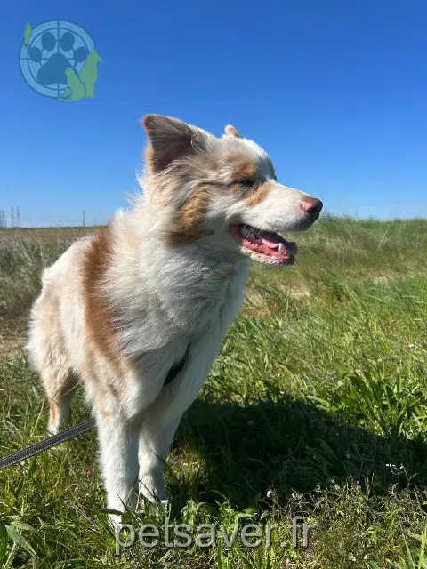 chien reunited   95500 Le Thillay Alpha