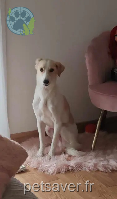 cão reunited 95820 Bruyères-sur-Oise Clayton