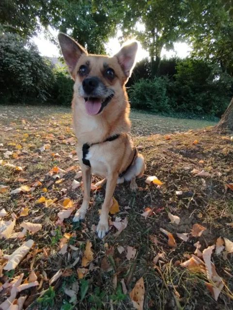 chien reunited   95490 Vauréal Moris