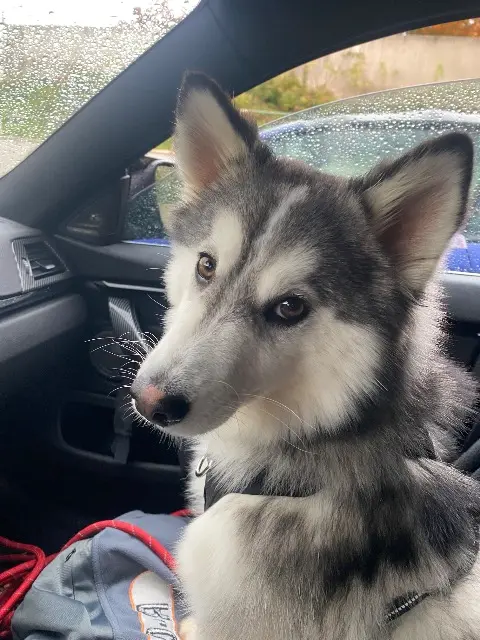 chien reunited   95280 Jouy-le-Moutier Paco