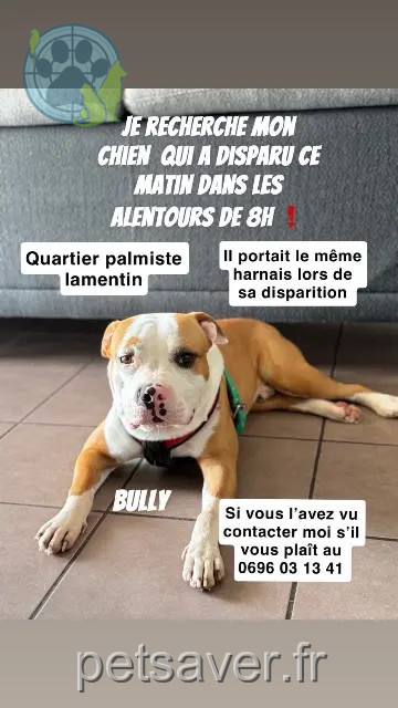 chien reunited 97232 Le Lamentin Alby