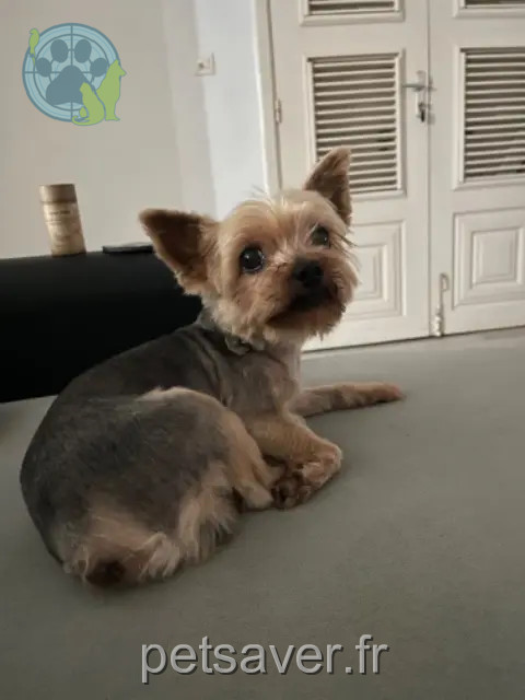 chien reunited 97232 Le Lamentin Peanuts