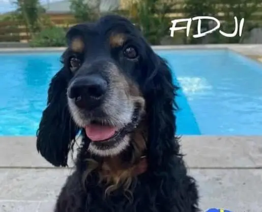 chien reunited   97427 L'Étang-Salé FIDJI