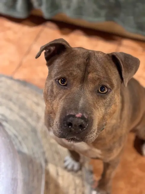 chien reunited   97438 Sainte-Marie Storm