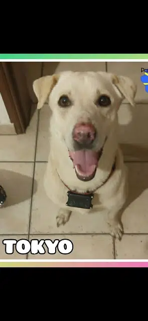 chien reunited    Saint-Paul Tokio