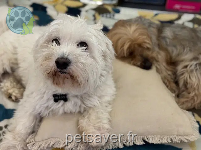 chien reunited 97419 La Possession Yuki