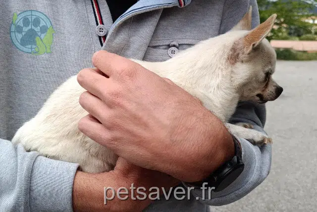 cane found   04100 Manosque 