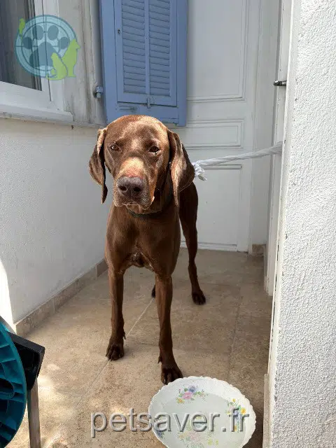 cão found    Nice Chien