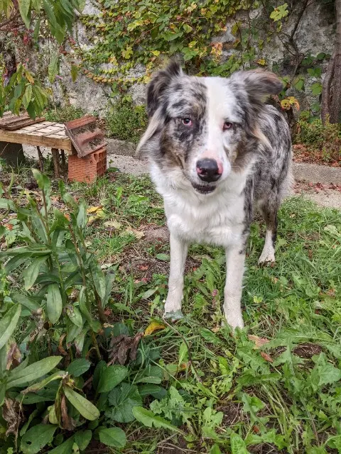 chien found   09000 Foix Inconnu