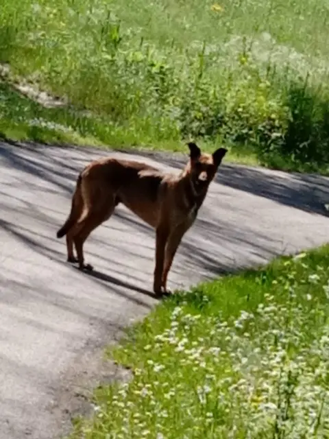 chien found   11290 Montréal Xx