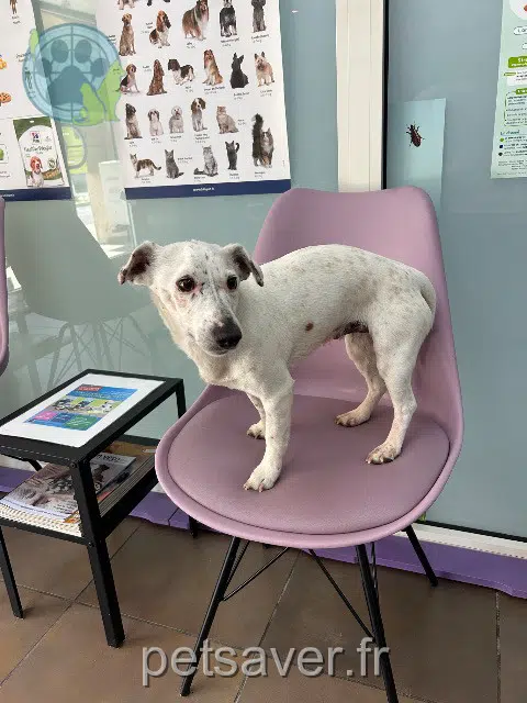 chien found   13140 Miramas Nom inconnu