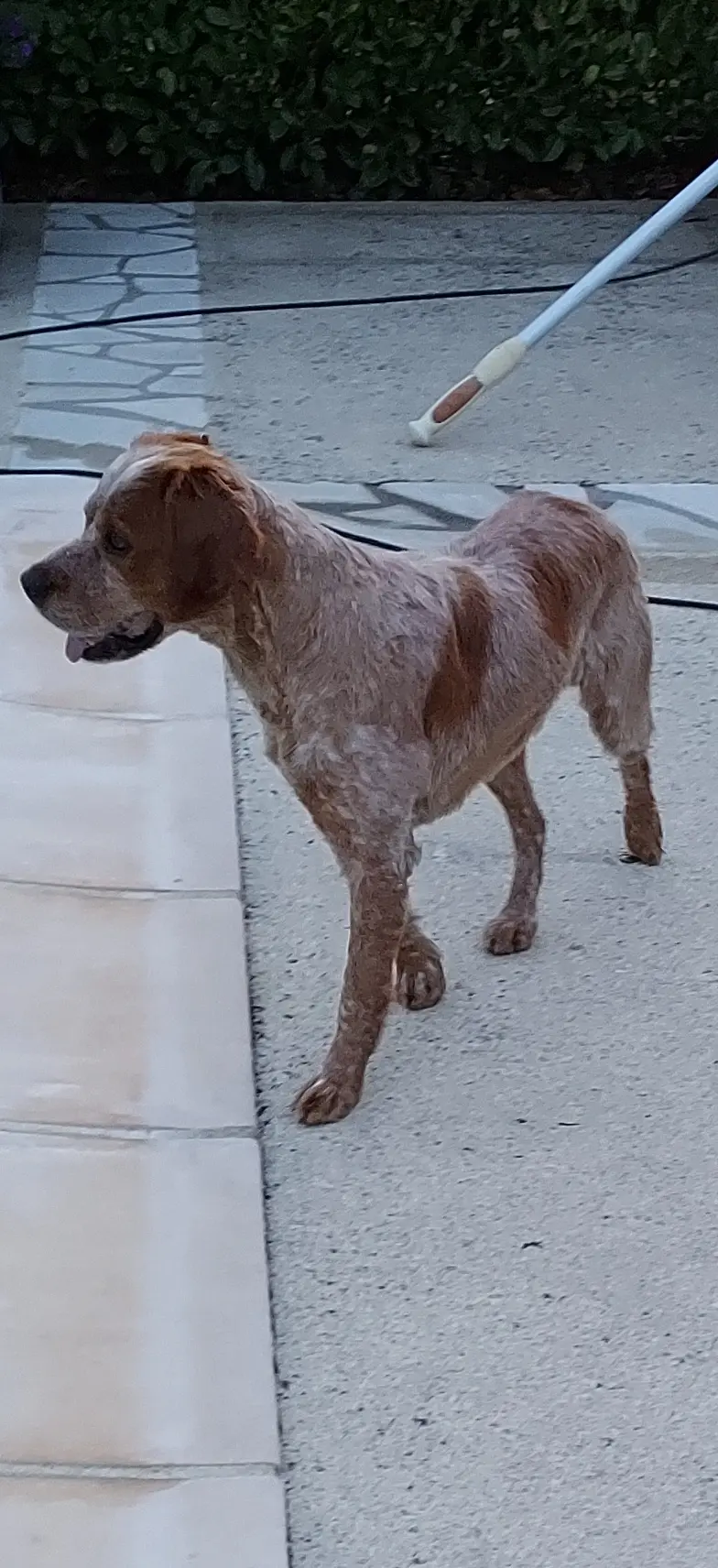 Chien Trouvé 15 Cantal - Nouki Chien Trouvé 15 Cantal - Nouki