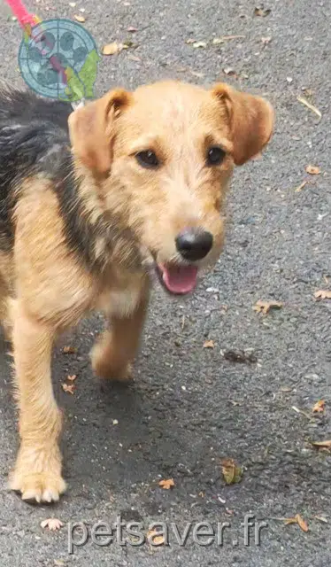 Hund found 15350 Saint-Pierre 