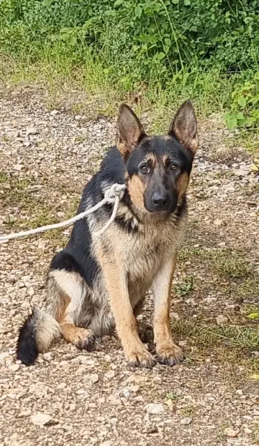 chien found   28410 Bû Ne sais pas