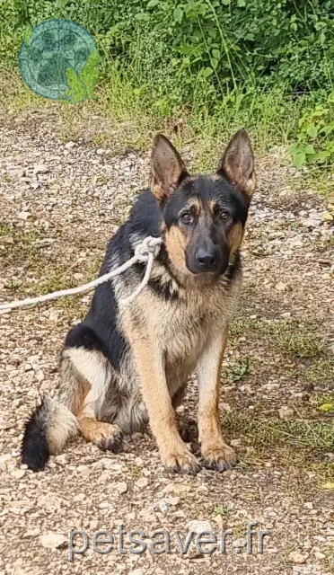 hond gevonden 28410 Bû Ne sais pas hond found 28410 Bû Ne sais pas