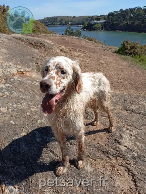 perro found   29340 Riec-sur-Bélon Sandrine le nouveau