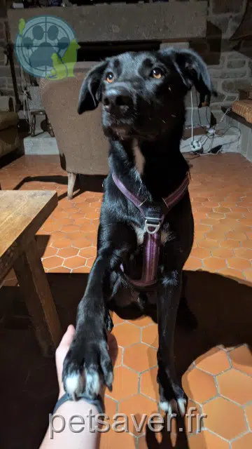 cane found 29890 Kerlouan 