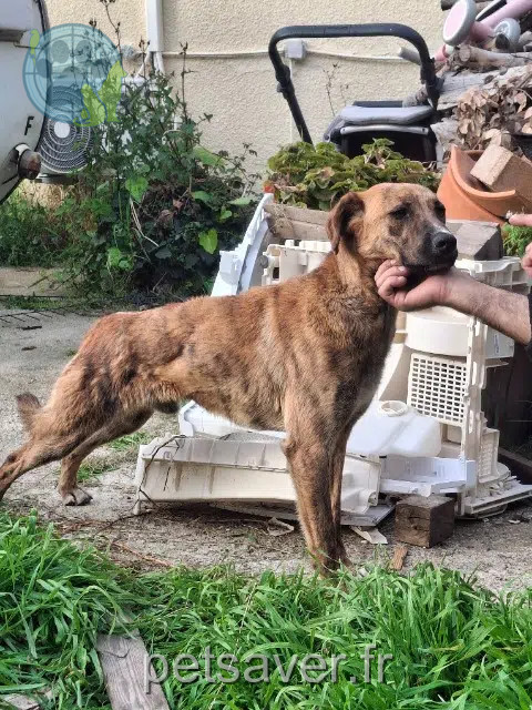 chien found   20260 Calvi Nom inconnu