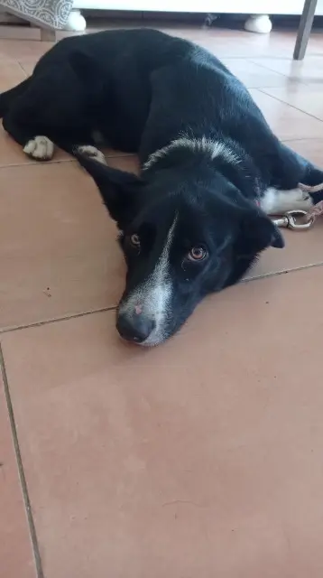 chien found   30430 Barjac Inconnu
