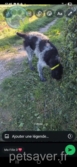 chien found   30400 Villeneuve-lès-Avignon Marjorie boilley