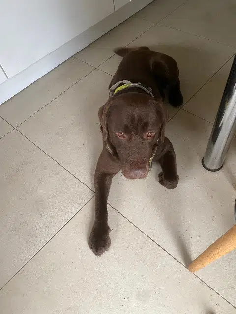 chien found    Nîmes Inconnu