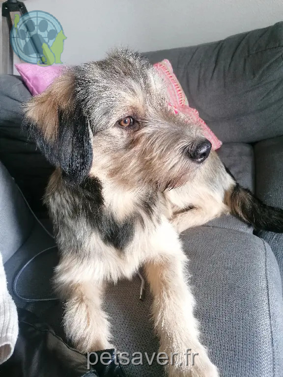 Chien Trouvé 33 Gironde Chien Trouvé 33 Gironde