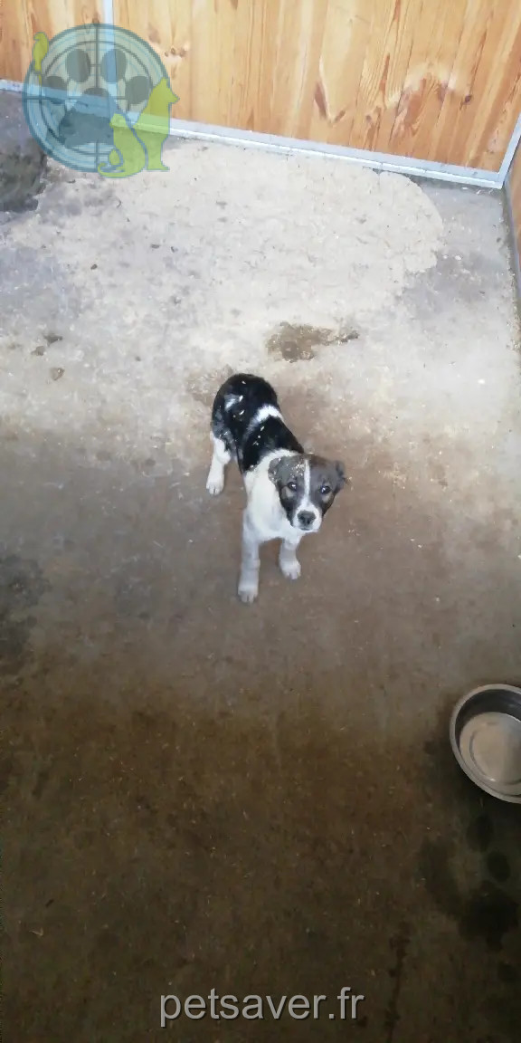 Chien Trouvé 35 Ille-et-Vilaine Chien Trouvé 35 Ille-et-Vilaine