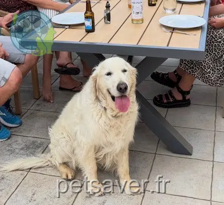 chien found   56370 Sarzeau Little