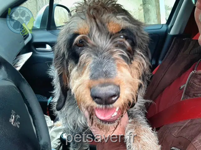 chien found   62153 Ablain-Saint-Nazaire Nadine dupayage
