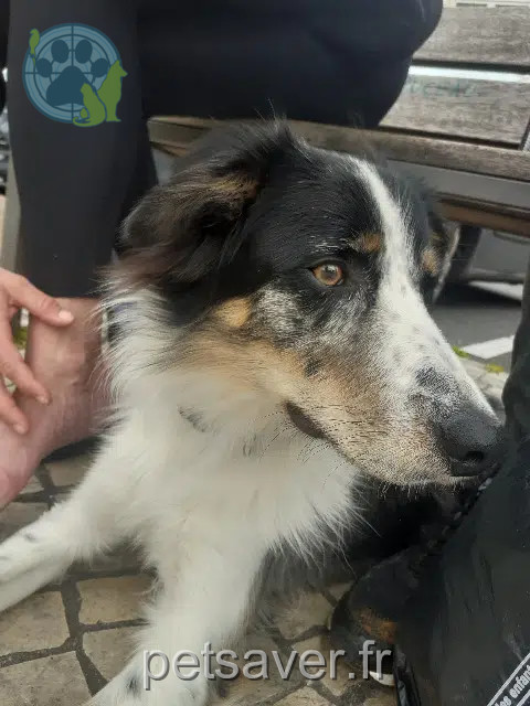 chien found    Clermont-Ferrand Nom inconnu