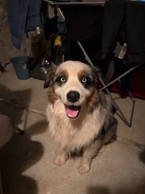 chien found   63580 Sainte-Catherine Inconnu