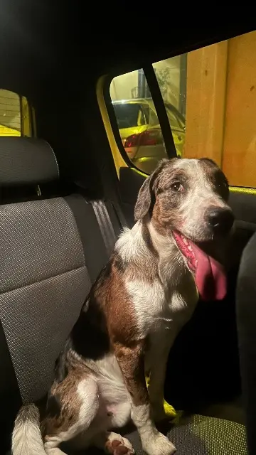 chien found   63540 Romagnat On
