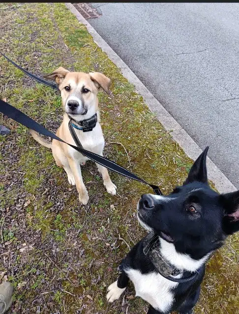 chien found   69240 Thizy-les-Bourgs Chiots