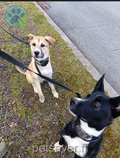 chien found   69240 Thizy-les-Bourgs Chiots