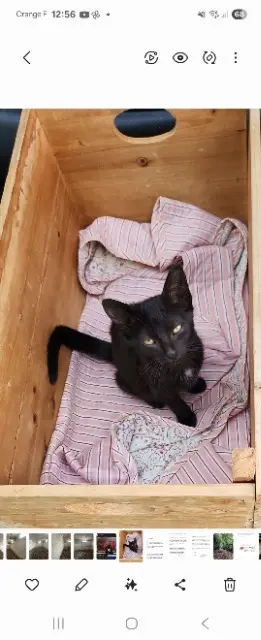 chien found    Paris Coco