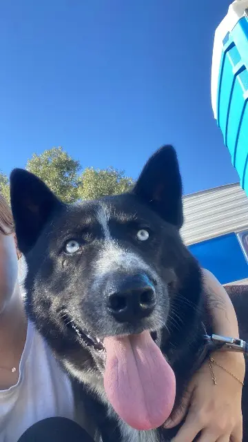 chien found    Roquebrune-sur-Argens Inconnu