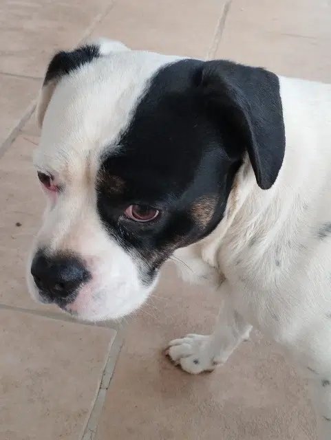 chien found   86190 Quinçay Aurélie venance